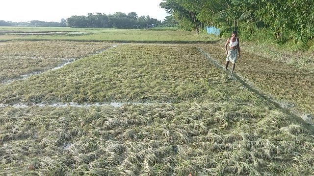 জোয়ারের পানিতে কমলনগর-রামগতিতে বীজতলা ও কাঁচা-পাকা সড়কের ব্যাপক ক্ষতি 