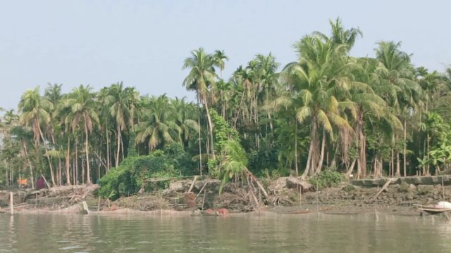 কমলনগরে গাছ পড়ে দিনমজুরের মৃত্যু 