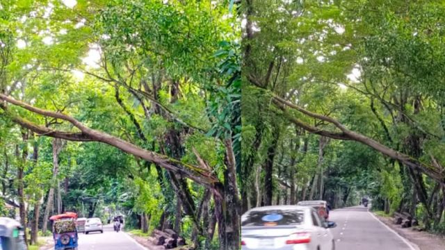 লক্ষ্মীপুর-রামগতি সড়কে মাথার ওপর ঝুঁকিপূর্ণ গাছ ঘিরে আতঙ্ক, বনবিভাগের খোঁজ নেই 