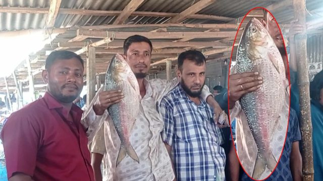 লক্ষ্মীপুরে এক ইলিশ বিক্রি হলো ৯ হাজার ২শ টাকায়