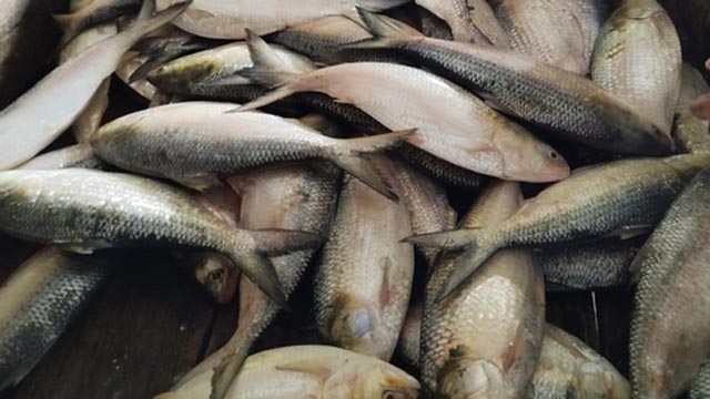 মেঘনায় ২২ দিন মাছ ধরা নিষিদ্ধ 