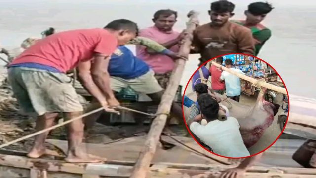 লক্ষ্মীপুরে মেঘনায় ৬মন ওজনের শাপলা পাতা মাছ, বিক্রি হলো ৭৫ হাজারে 