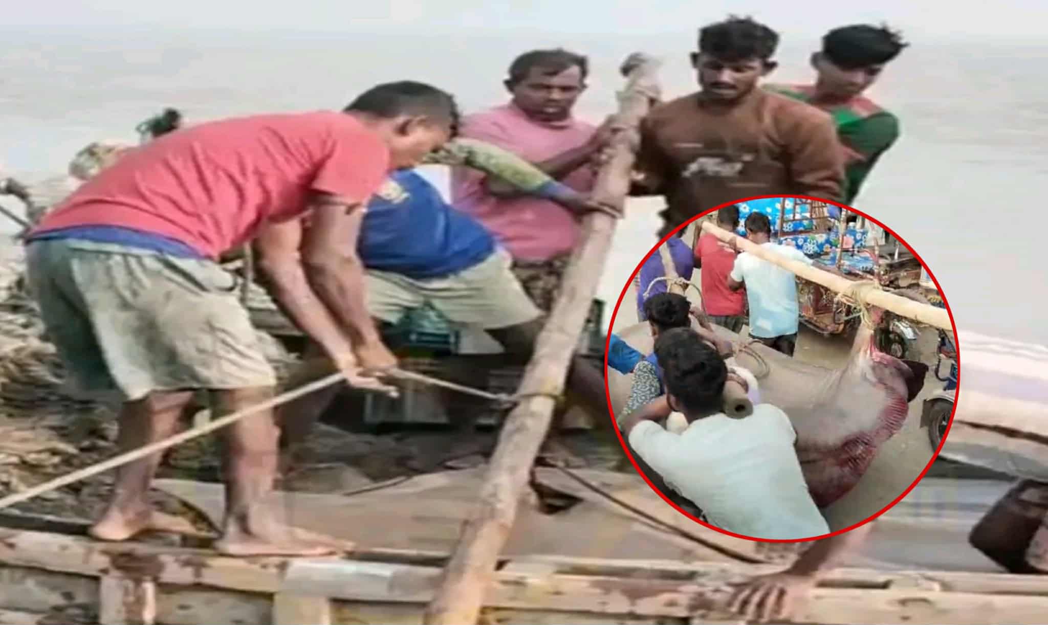 লক্ষ্মীপুরে মেঘনায় ৬মন ওজনের শাপলা পাতা মাছ, বিক্রি হলো ৭৫ হাজারে