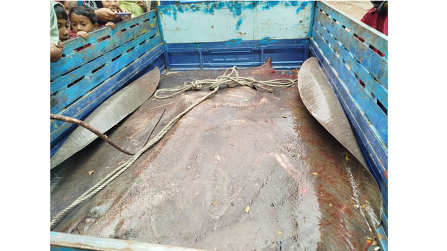 রামগতির মেঘনায় ৮মন ওজনের শাপলা মাছ, বিক্রি ১ লক্ষ ৫ হাজার টাকায় 