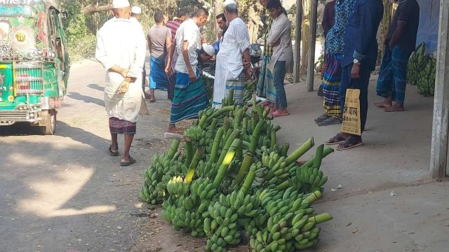 মাত্র দুই ঘণ্টার হাট, তবুও জমজমাট কমলনগরের হাজী মার্কেটের কলা বাজার 