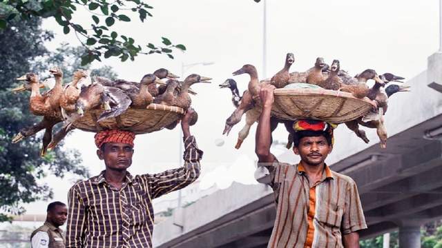 শীতে লক্ষ্মীপুর-নোয়াখালীতে হাঁসপার্টির ধূম, আয়োজনে এগিয়ে তরুণরা
