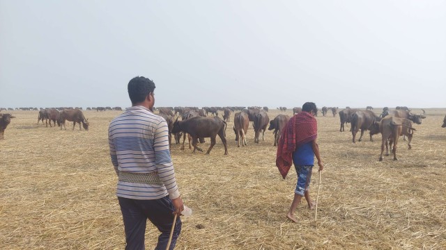 প্রাণী সম্পদের তথ্যে কোরবানির মহিষ বাড়লেও লক্ষ্মীপুরের হাটে বাজারে মহিষ কম 