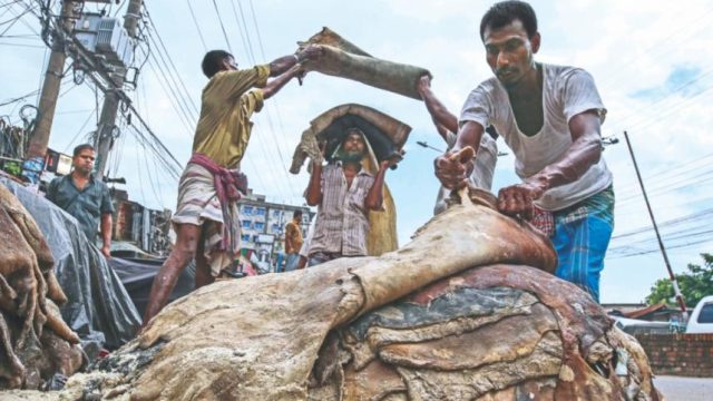 ঈদে কেন চামড়ার দাম কমে যায় 