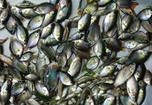 বিলুপ্তির পথে আমাদের মৎস্য