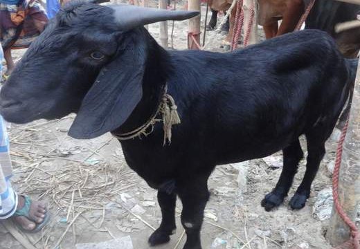 লক্ষ্মীপুরে কোরবানী ঈদে জামাই খাসির চাপে দিশেহারা দরিদ্র পরিবার