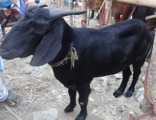 লক্ষ্মীপুরে কোরবানী ঈদে জামাই খাসির চাপে দিশেহারা দরিদ্র পরিবার