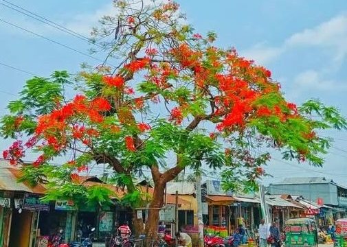 কৃষ্ণছূড়া গাছটি, তোরাবগঞ্জের জীবন্ত ইতিহাস  | গাছটি বাঁচান 