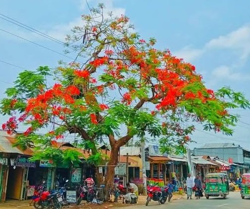কৃষ্ণছূড়া গাছটি, তোরাবগঞ্জের জীবন্ত ইতিহাস  | গাছটি বাঁচান