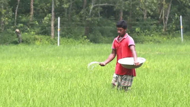 উপকূলের ডিলারের কাছে নেই পর্যাপ্ত সার, কৃষক ছুটছেন সারের খোঁজে 